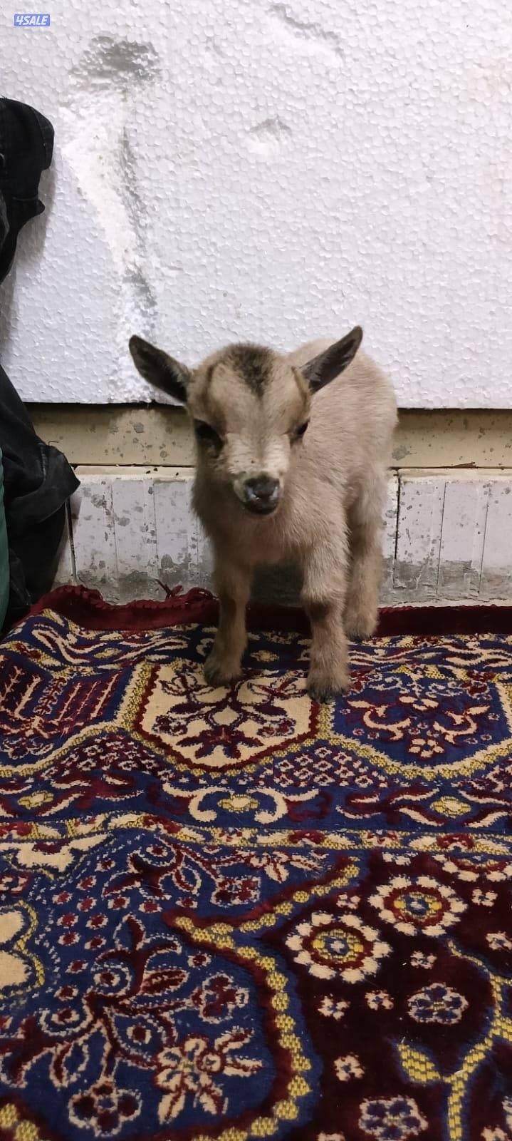 للبيع جفار جيكي جيكي قزام لعبوب ياكلون و يشربون حليب و الصحه ممتاز9