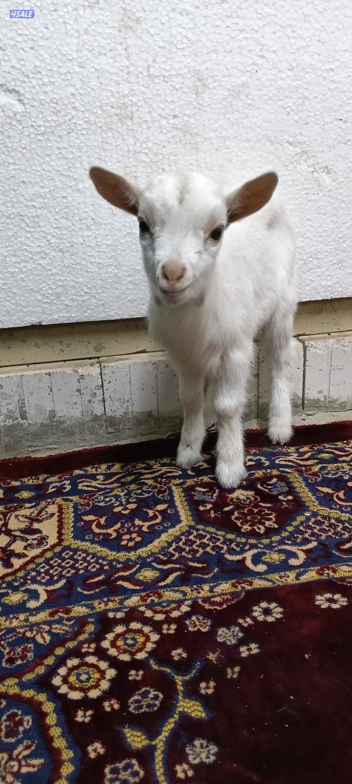 للبيع جفار جيكي جيكي قزام لعبوب ياكلون و يشربون حليب و الصحه ممتاز10