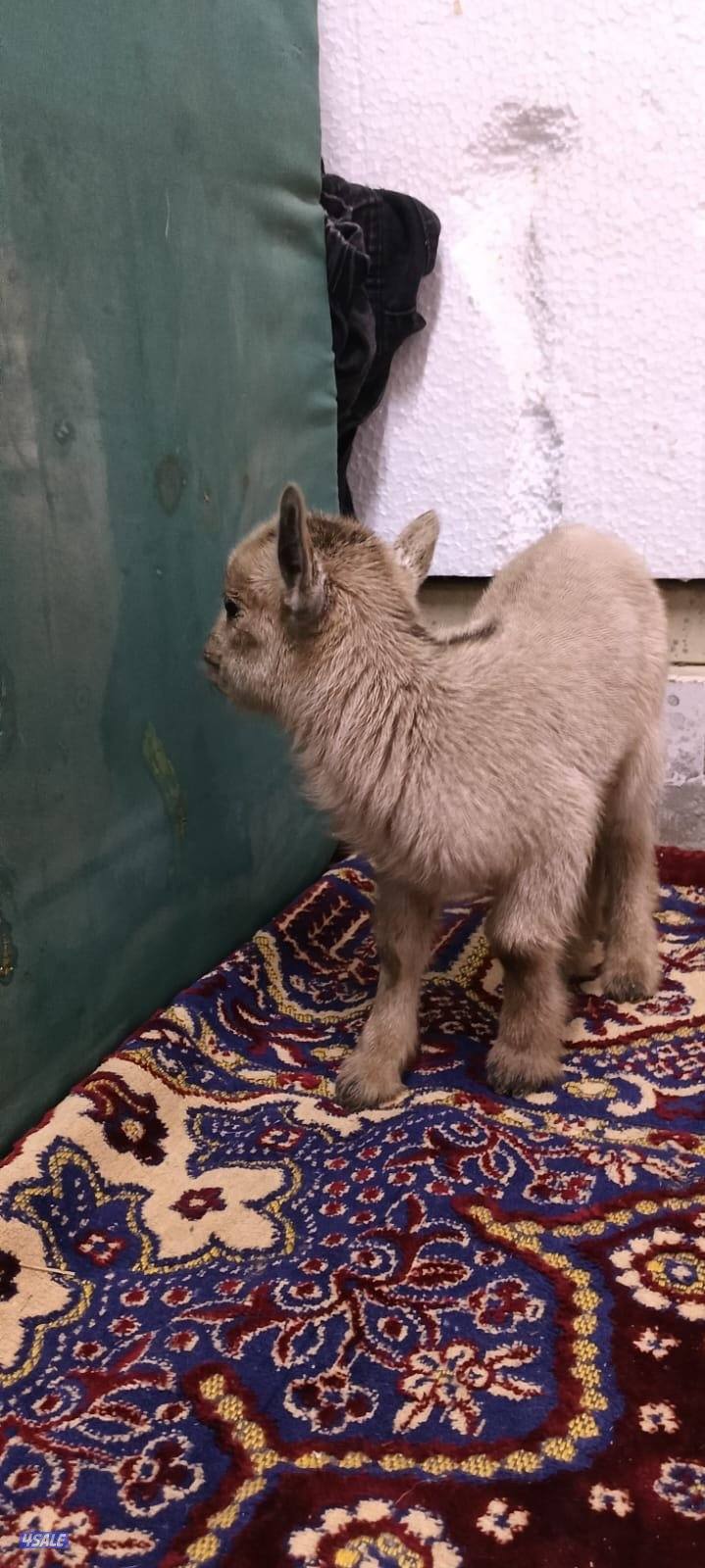 للبيع جفار جيكي جيكي قزام لعبوب ياكلون و يشربون حليب و الصحه ممتاز11