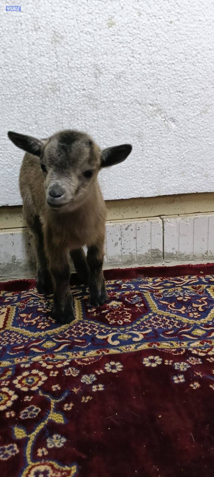 للبيع جفار جيكي جيكي قزام لعبوب ياكلون و يشربون حليب و الصحه ممتاز12