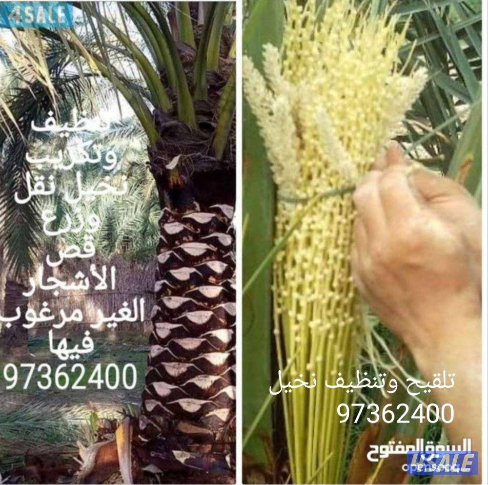 تنسيق حدائق0