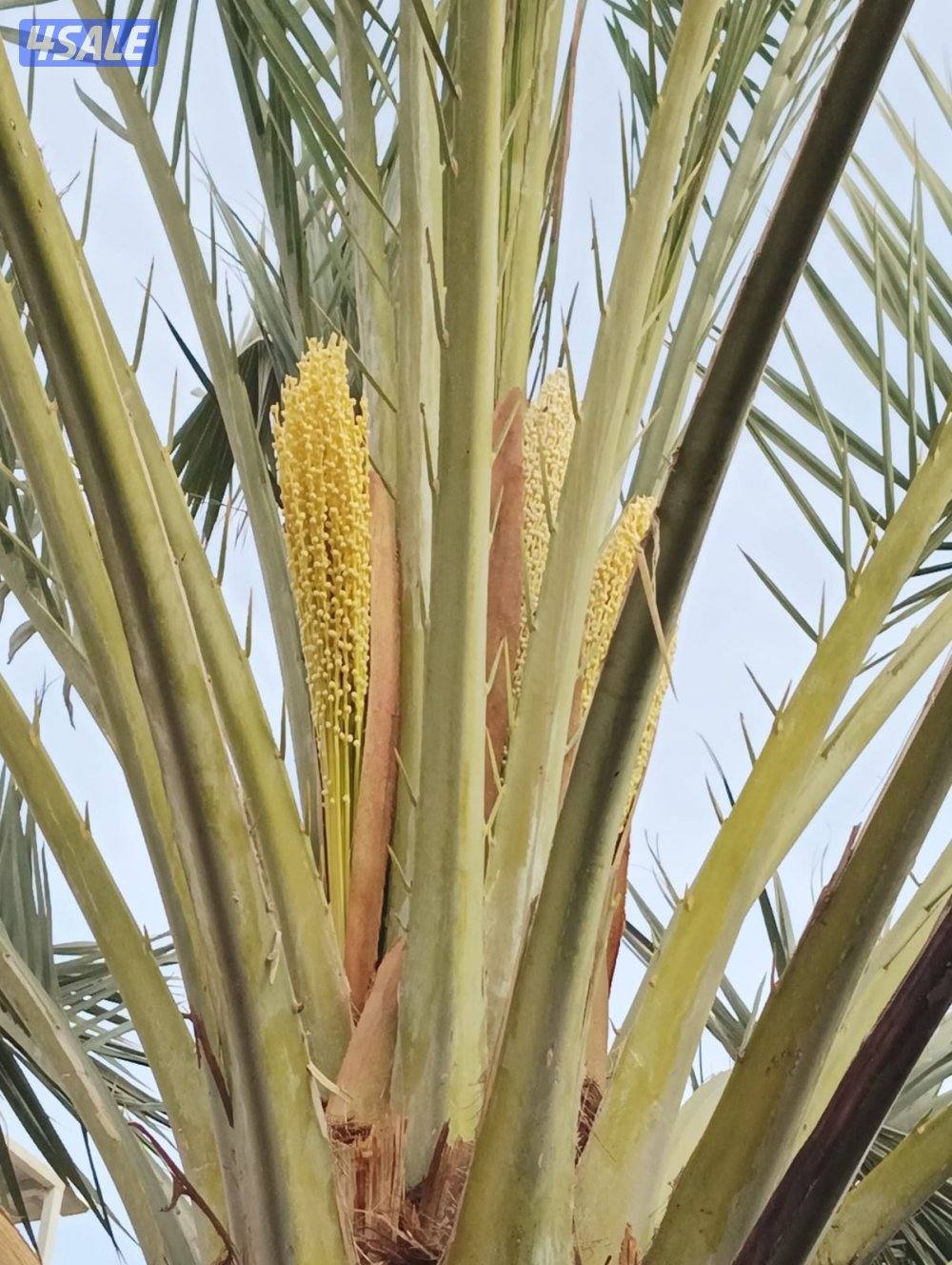 تنسيق حدائق10