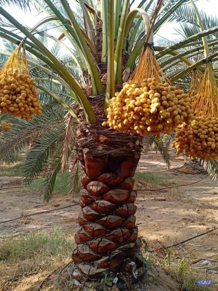 تنسيق حدائق12