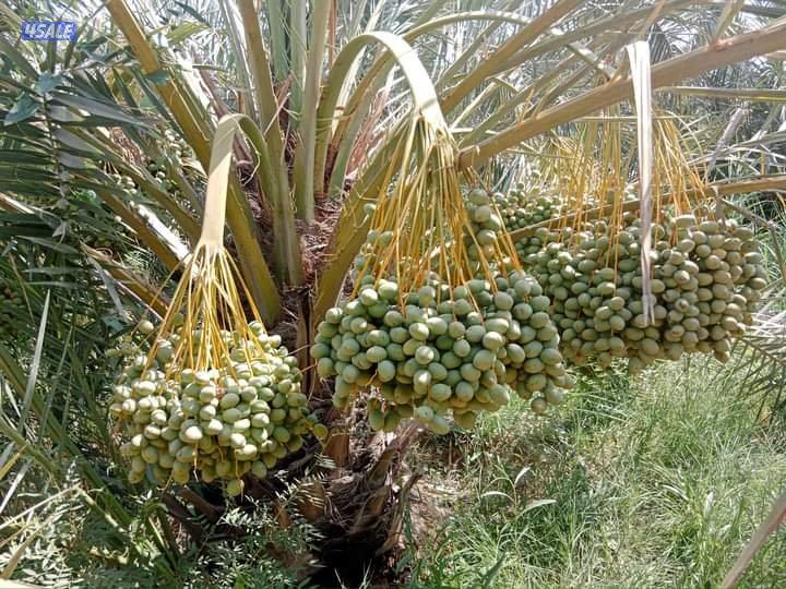 تنسيق حدائق11