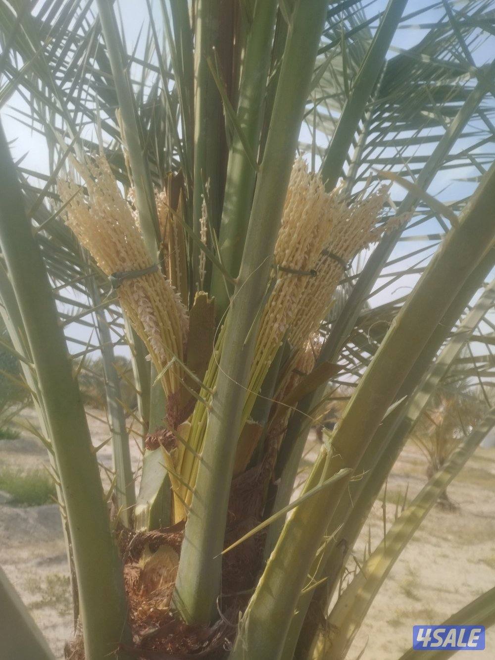 تنسيق حدائق13