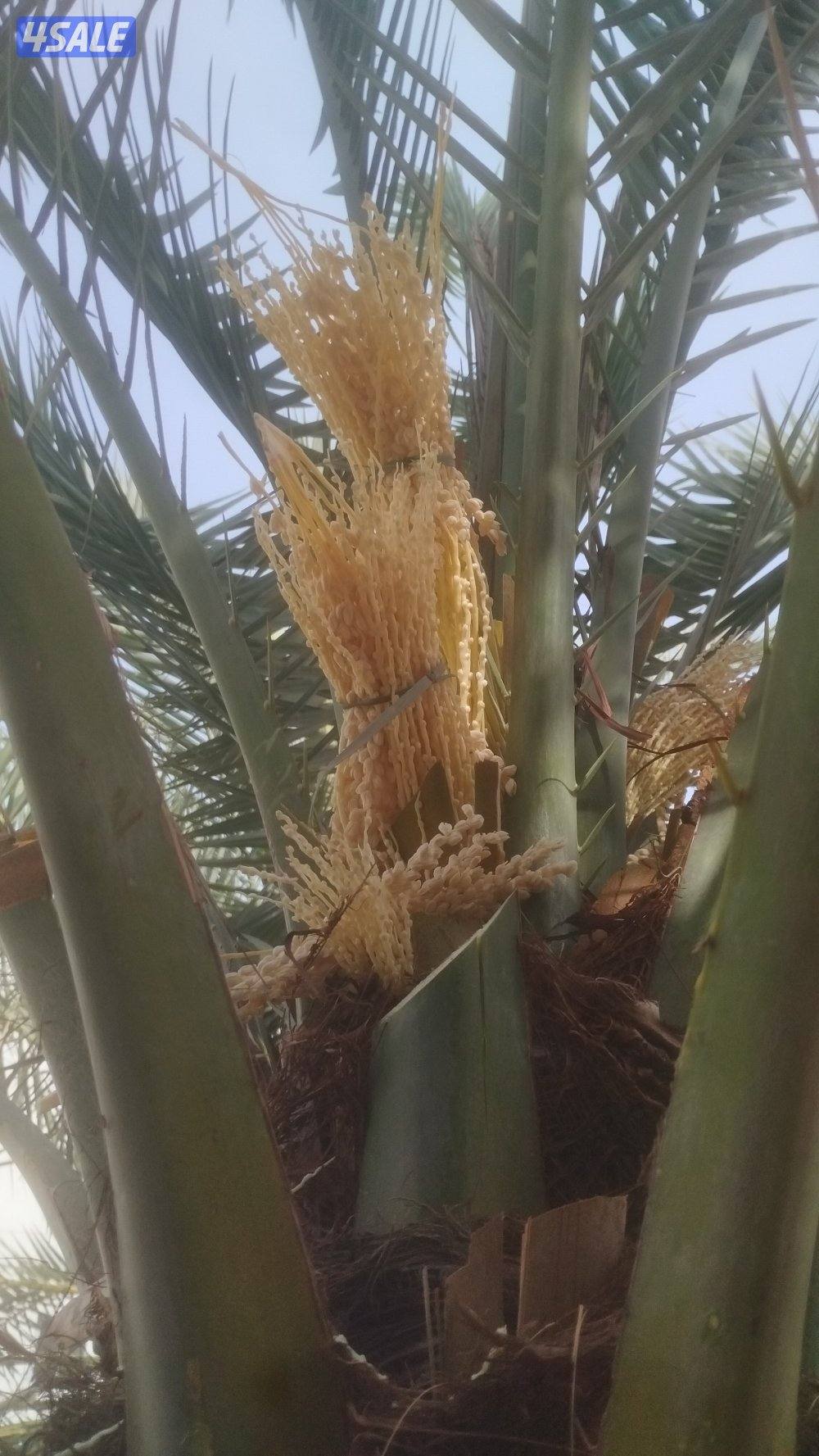 تنسيق حدائق14