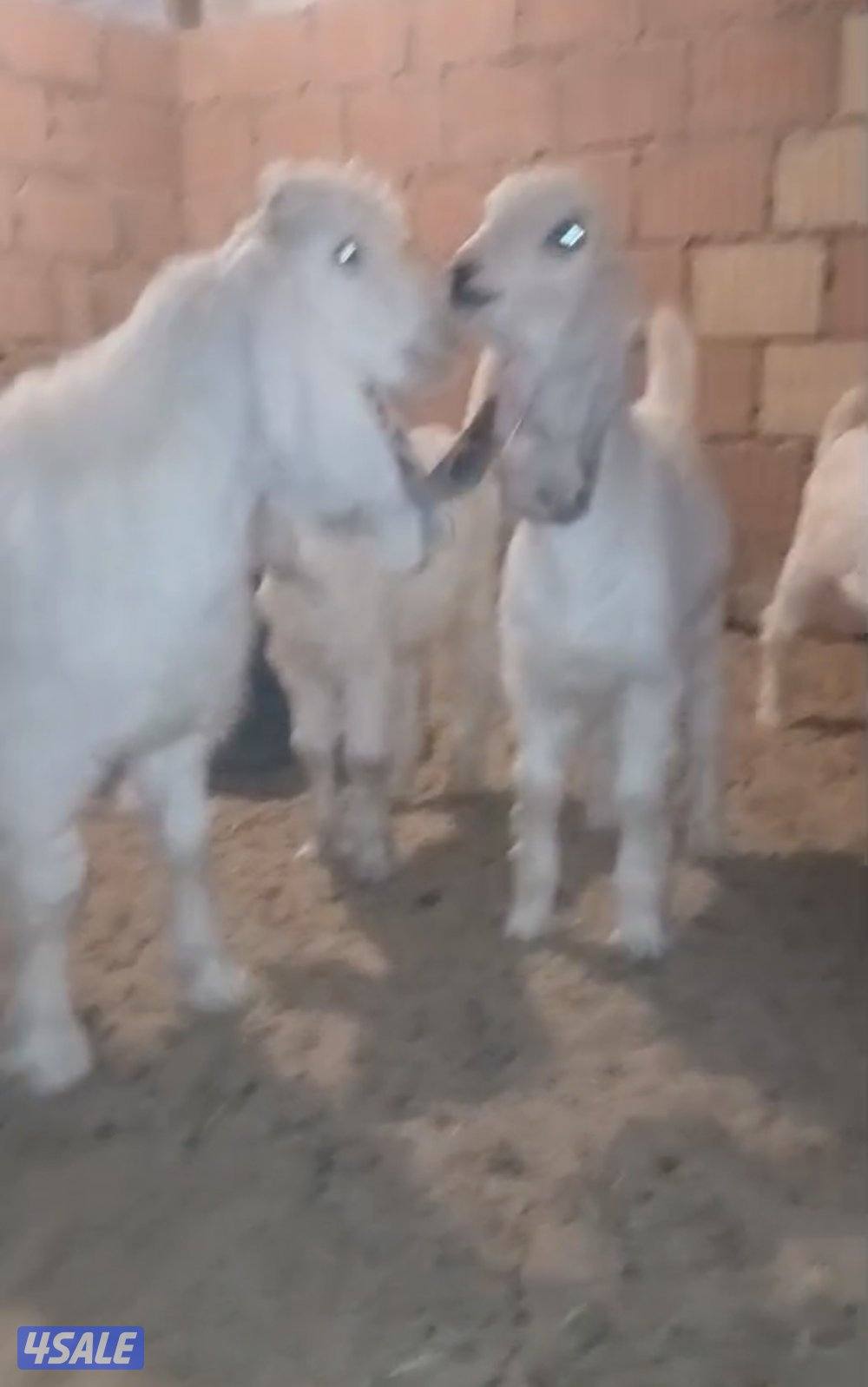 تيوس عوارض0