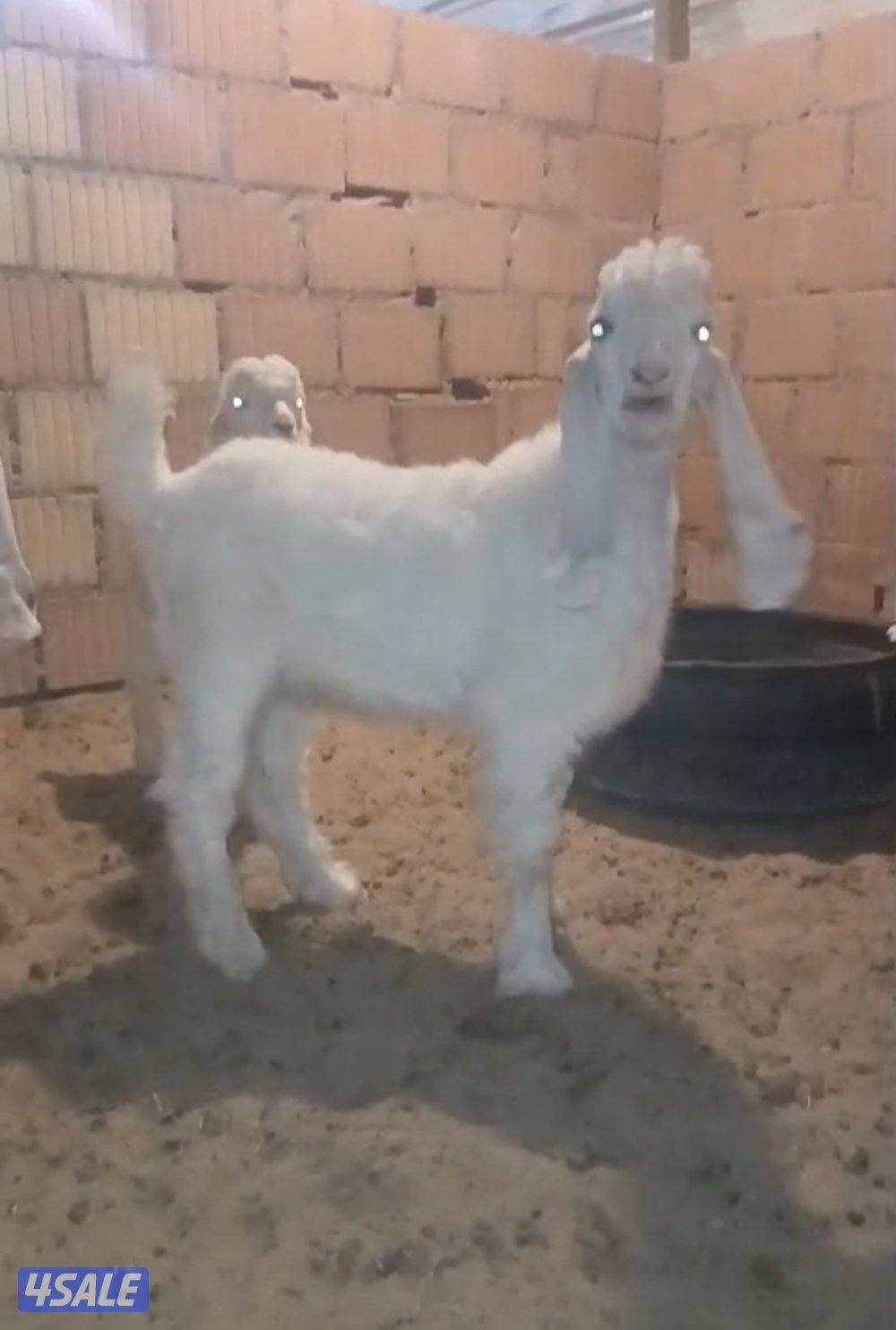 تيوس عوارض1