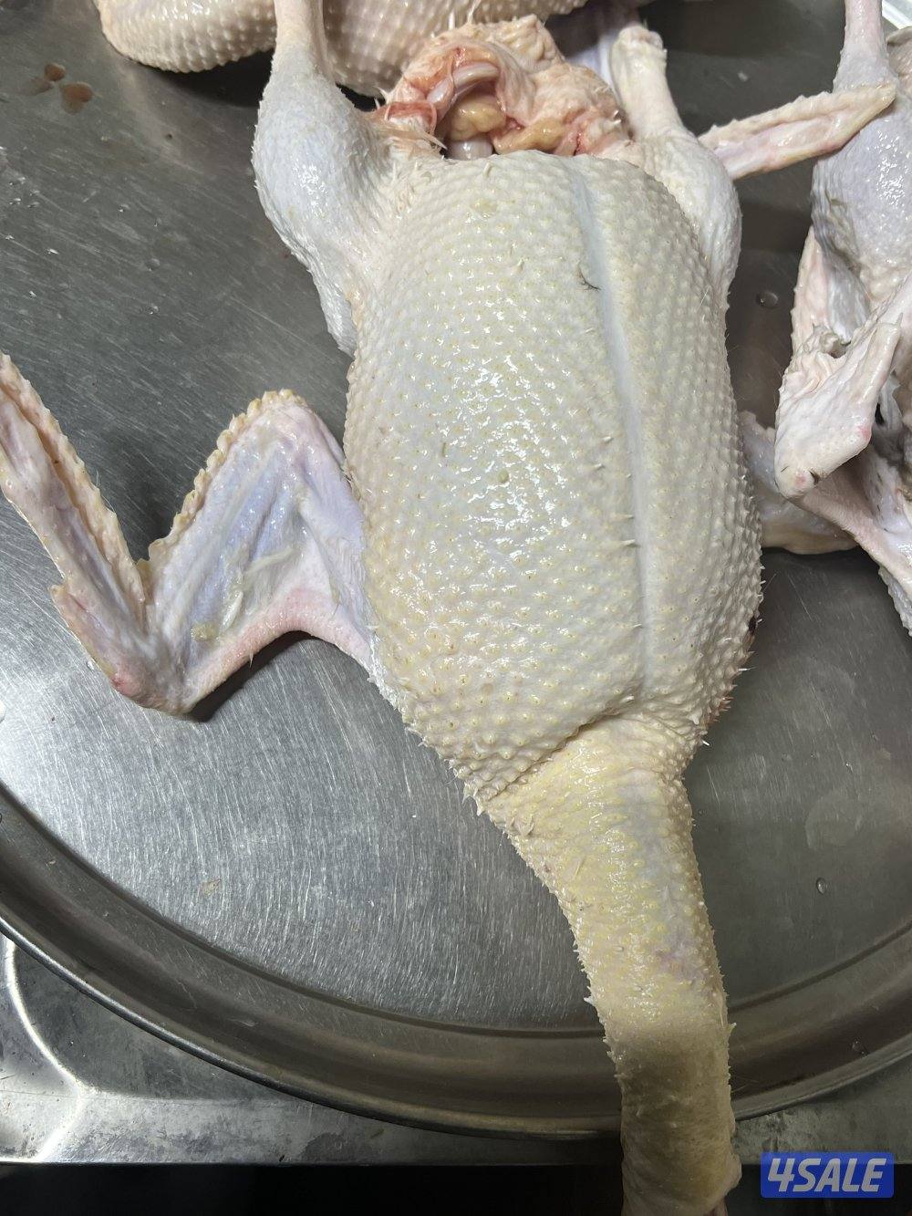 🪿للبيع بط مصري وفرنسي🦆 فروخ زاجل ولاحم  شي فاخر شحم وسمنه طيبه1