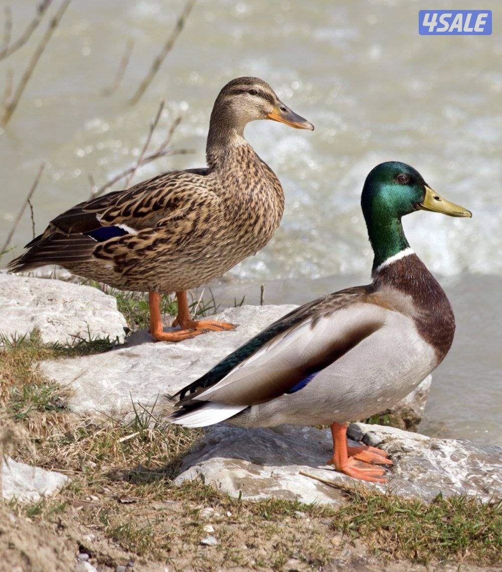 للبيع فروخ بط خضاري طيار0