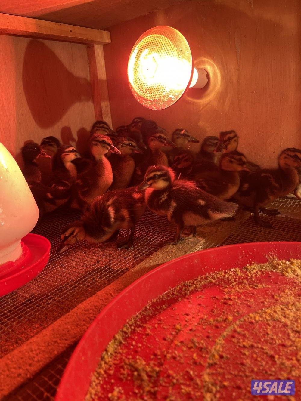 للبيع فروخ بط خضاري طيار1