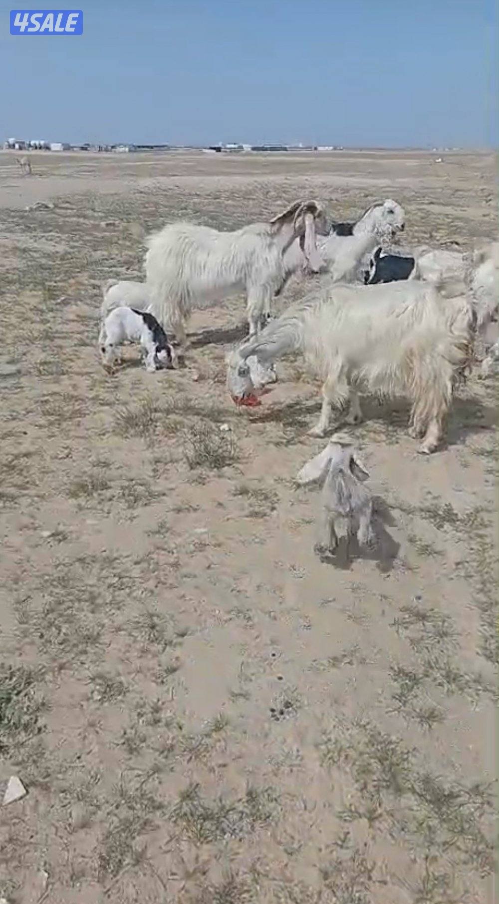 للبيع معزا متاويم العدد ٧ تحتهم ١٤0