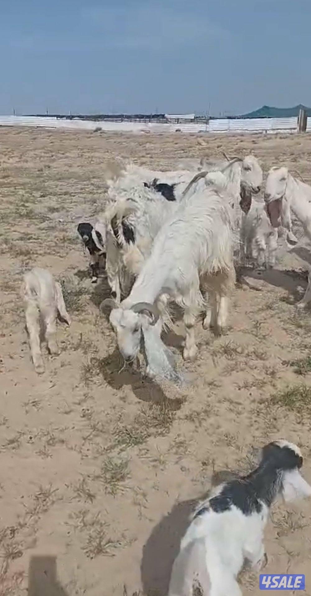 للبيع معزا متاويم العدد ٧ تحتهم ١٤1