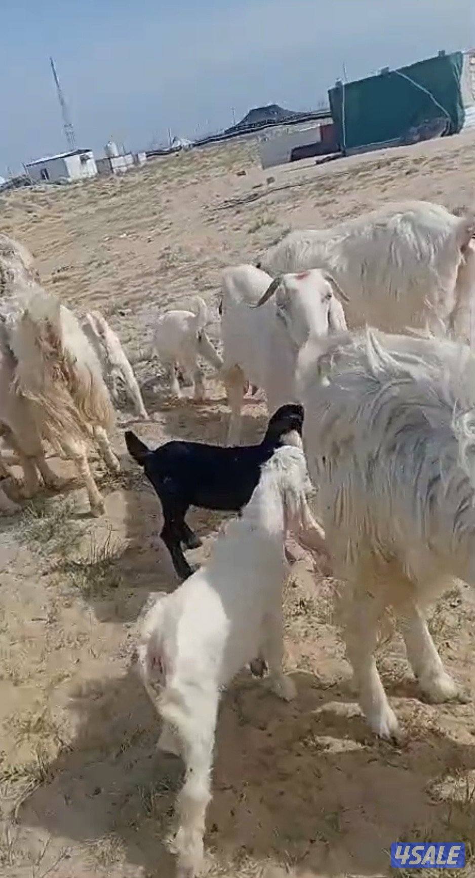 للبيع معزا متاويم العدد ٧ تحتهم ١٤2