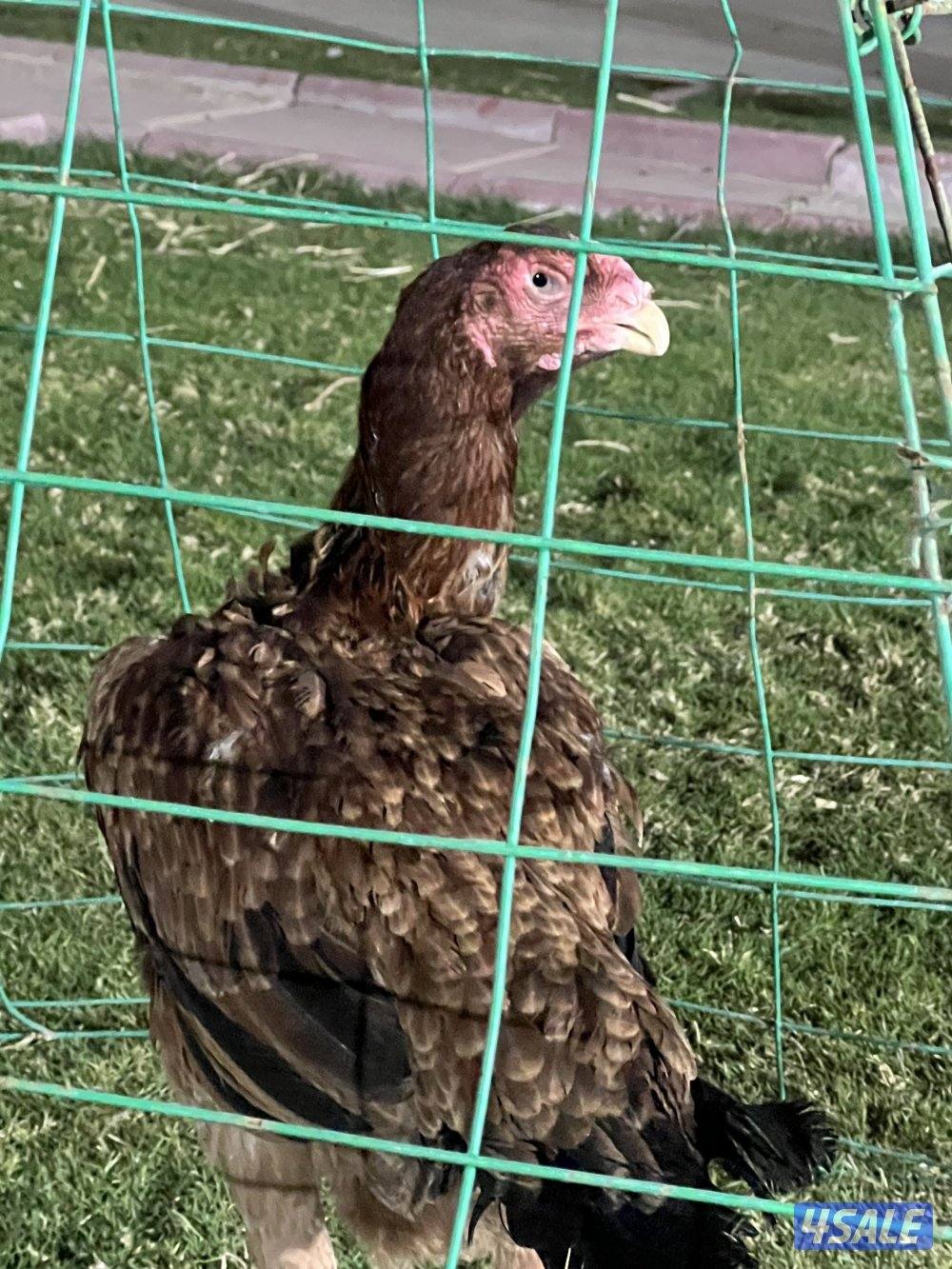 للبيع دجاج هنود0