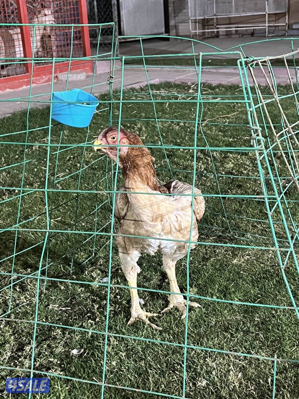 للبيع دجاج هنود2