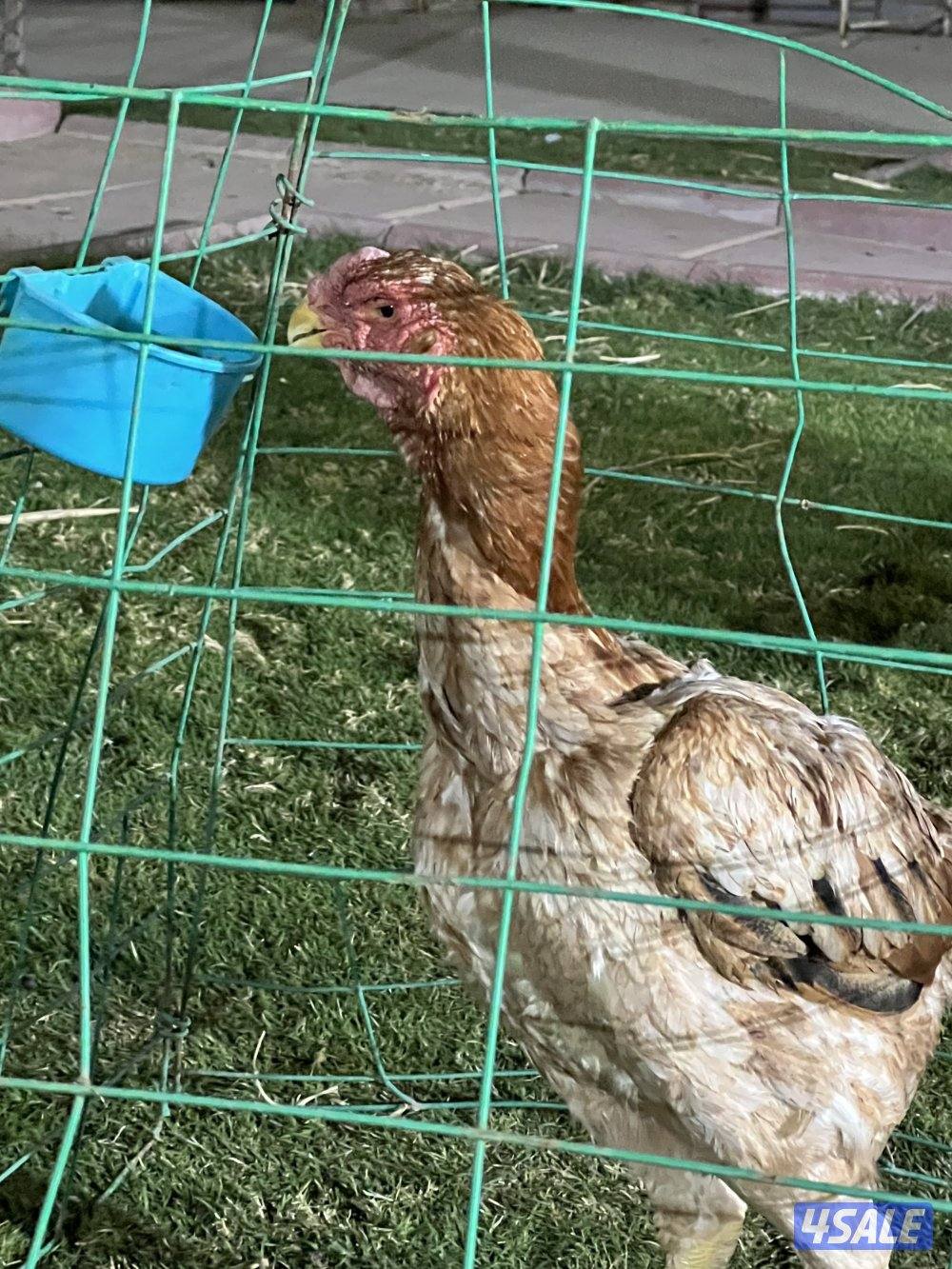 للبيع دجاج هنود3
