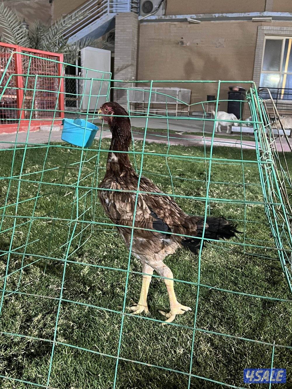 للبيع دجاج هنود4