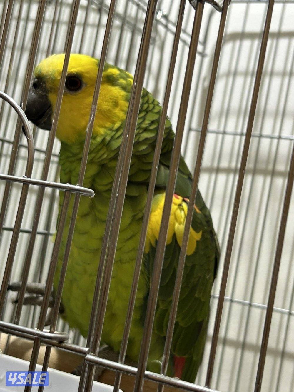 او كاسكو بلو فرينتد العمر ٢سنوات مافيه عض و يقلد اي شي يسمعه ويتكلم0