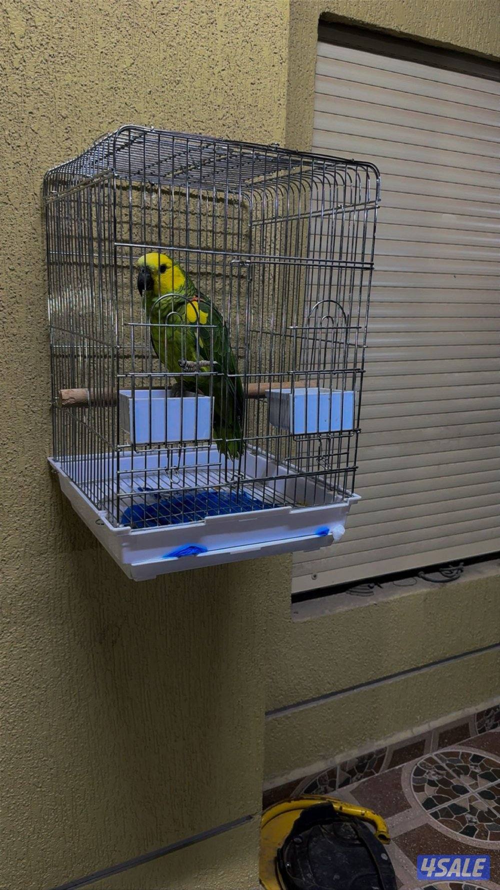 او كاسكو بلو فرينتد العمر ٢سنوات مافيه عض و يقلد اي شي يسمعه ويتكلم1