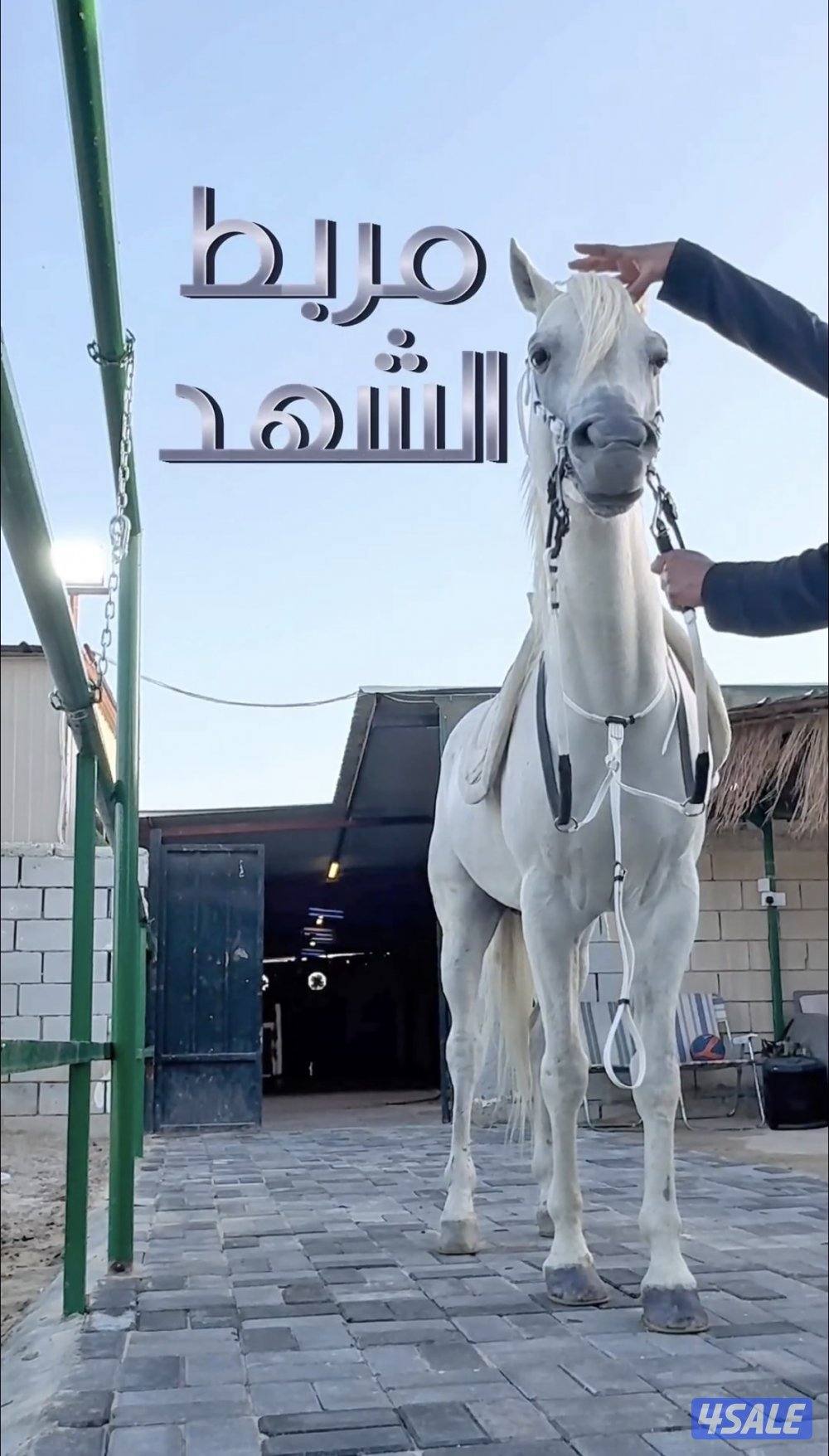 مربط ايواء خيل مميز0