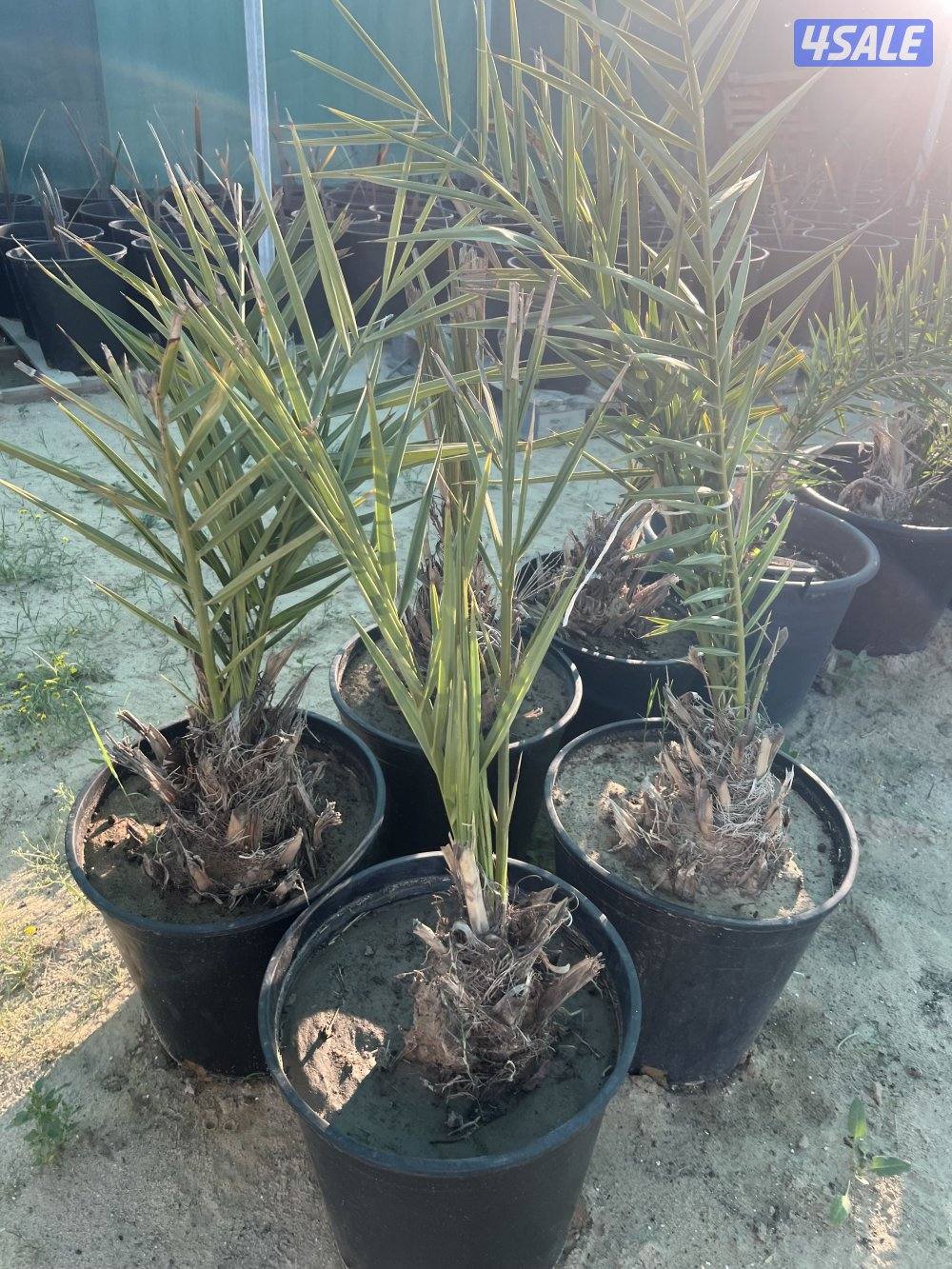 للبيع فسايل نخل اخلاص نسيجي..حجم كبير 12 حجم صغير 8 بالقواطي سنتين0