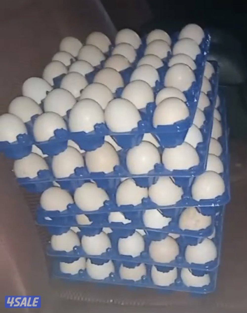 للبيع اطباق بيض عربي  تجميع يومي0