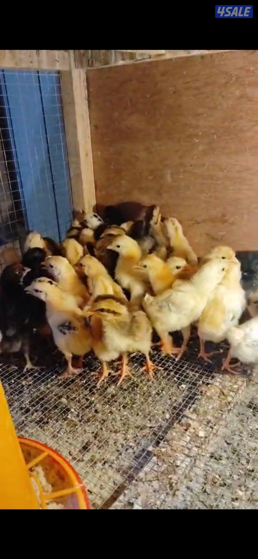 فروخ دجاج عربي قديم0