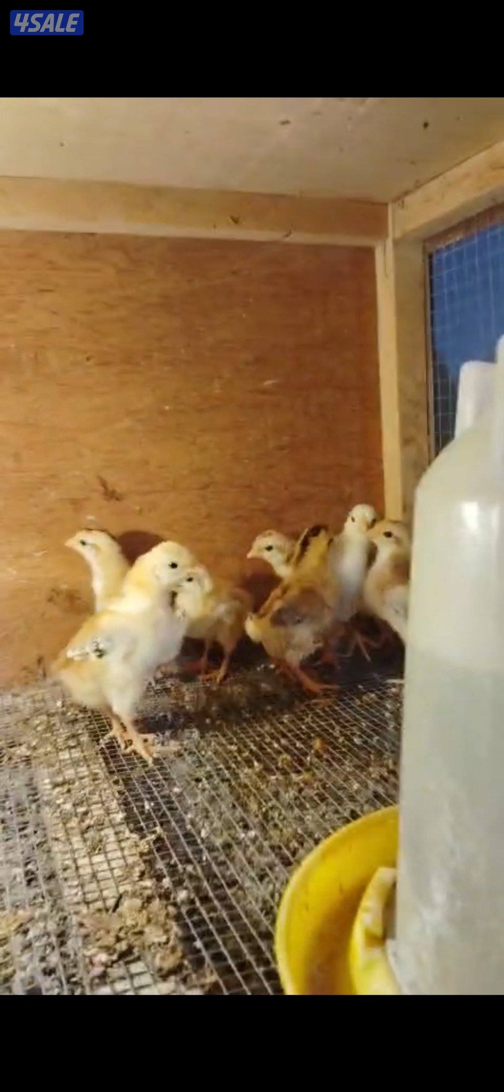 فروخ دجاج عربي قديم1