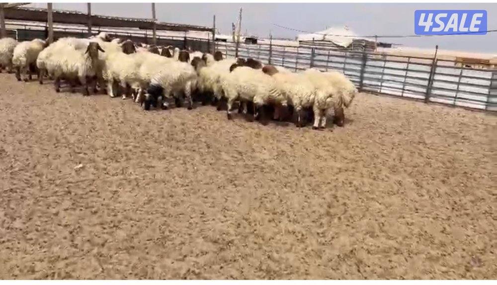 للبيع غنم مراح كامل عدد٧٢1