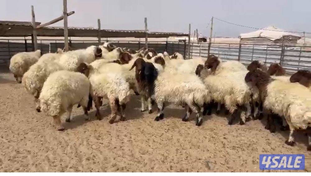للبيع غنم مراح كامل عدد٧٢3
