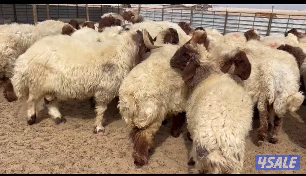 للبيع غنم مراح كامل عدد٧٢2