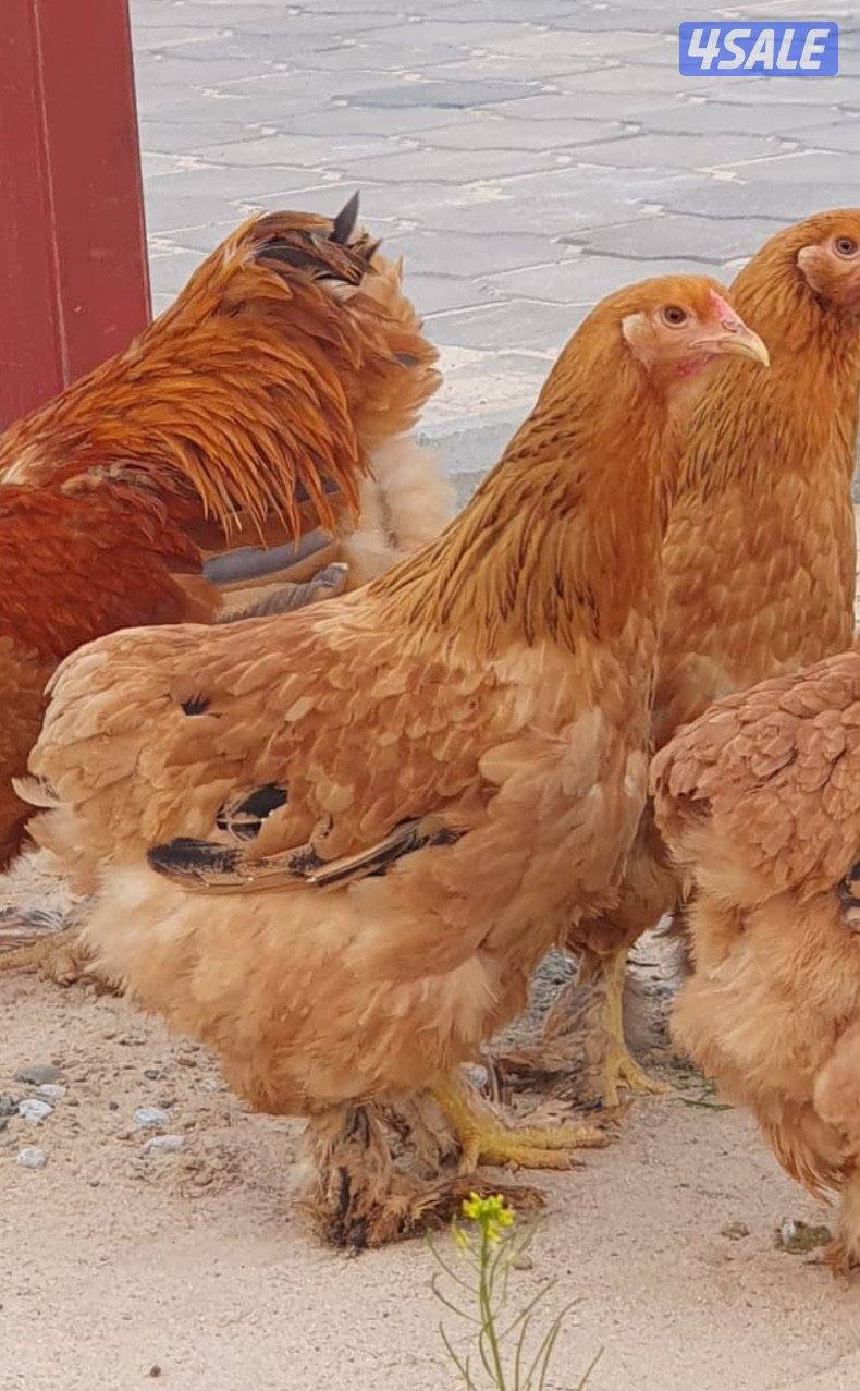 مجموعة دجاج براهما0