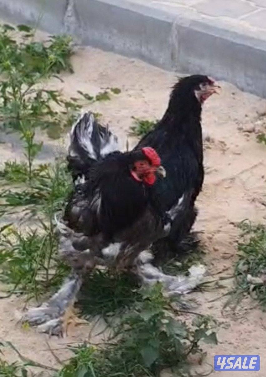مجموعة دجاج براهما1