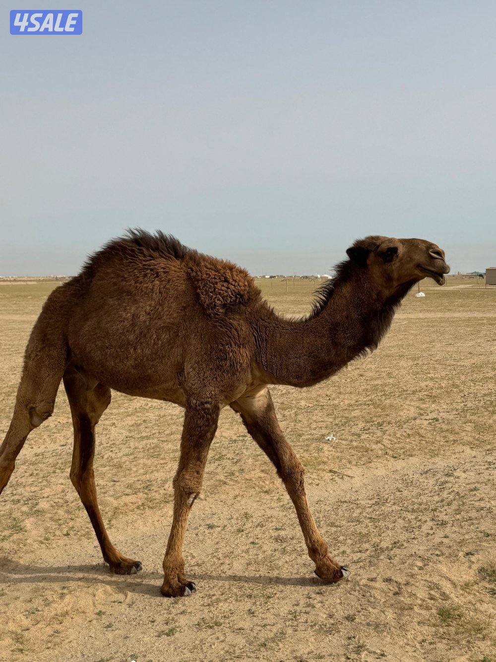 للبيع قعود مفرود0