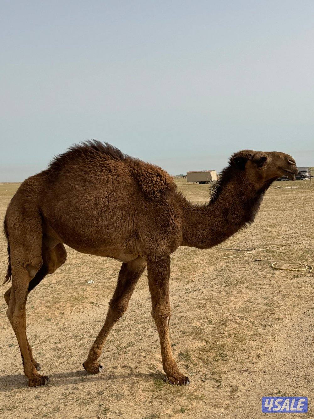 للبيع قعود مفرود1