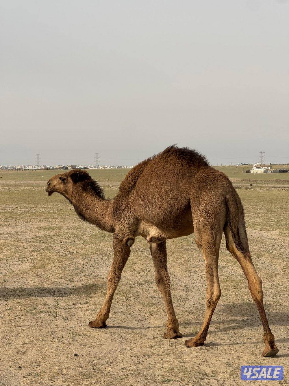 للبيع قعود مفرود3