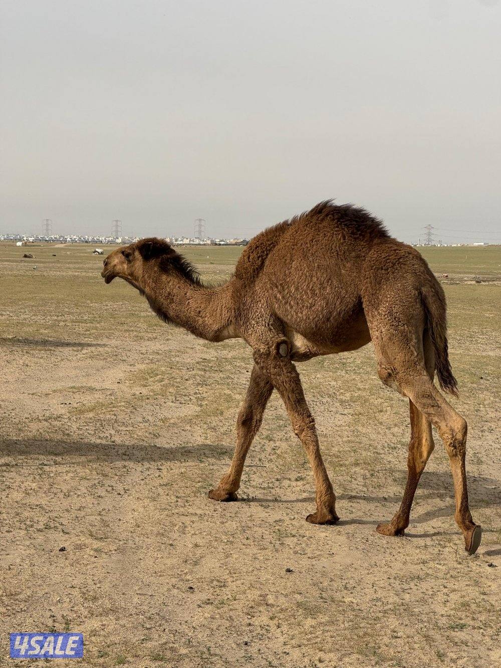 للبيع قعود مفرود4