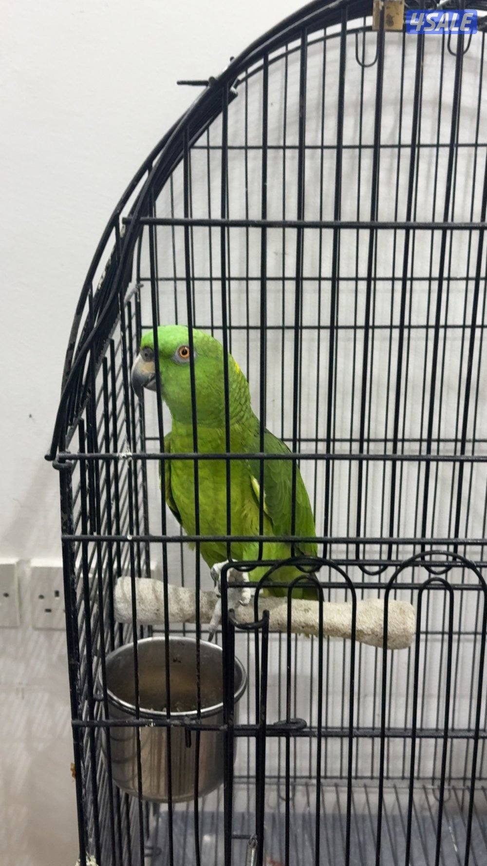 للبيع يلوناب0