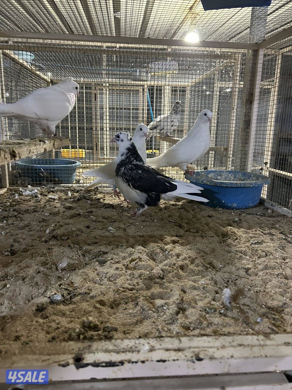 فرخ الموسوم برقه مقنزعه مو مقصوصه اهلها من العراق0