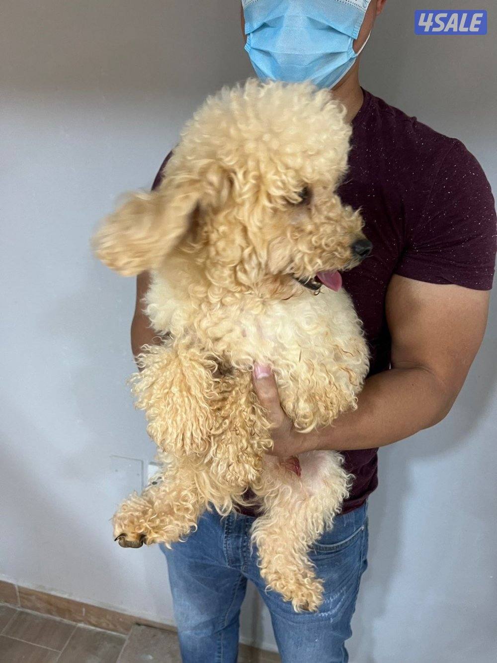 للبيع كلب بودل العمر ٤ مخلص كامل تطعيماته1