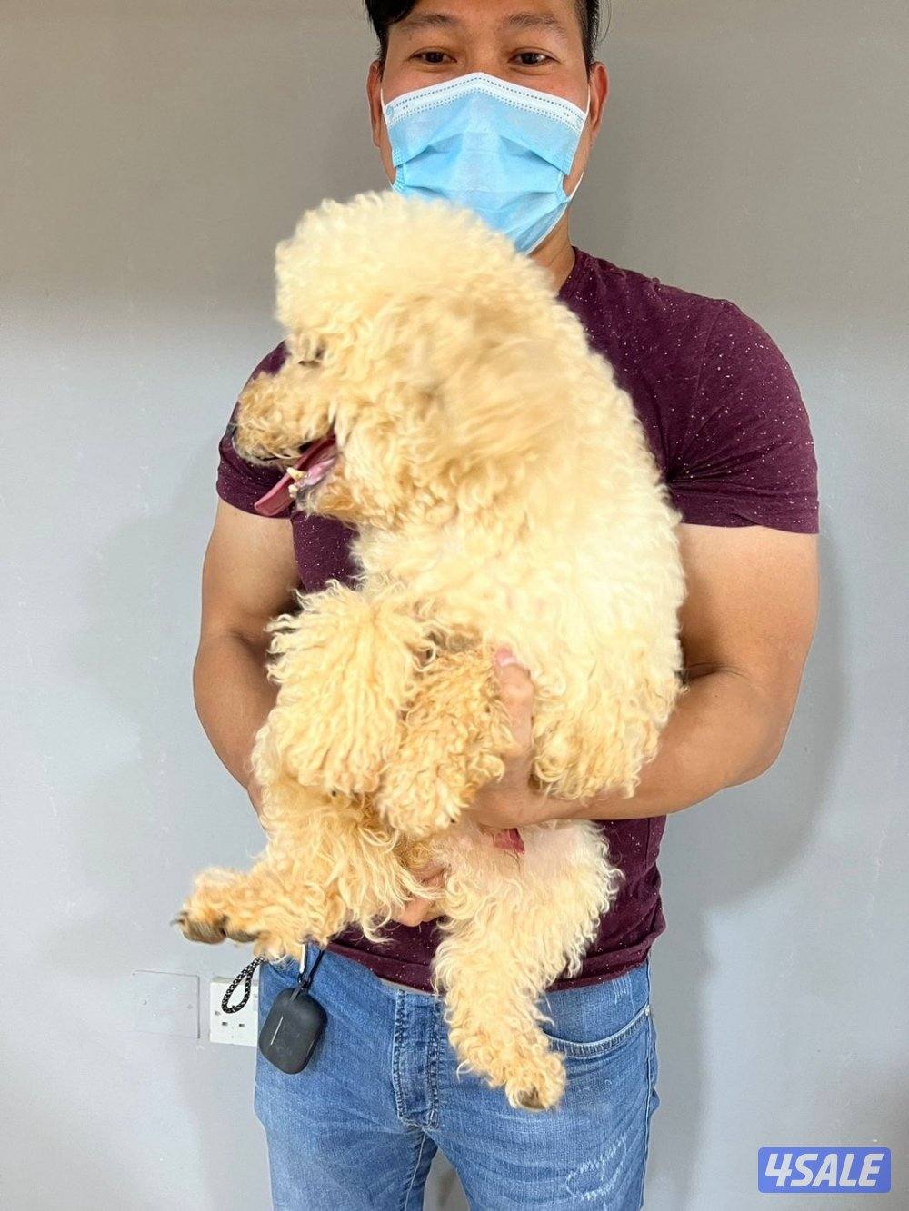 للبيع كلب بودل العمر ٤ مخلص كامل تطعيماته2