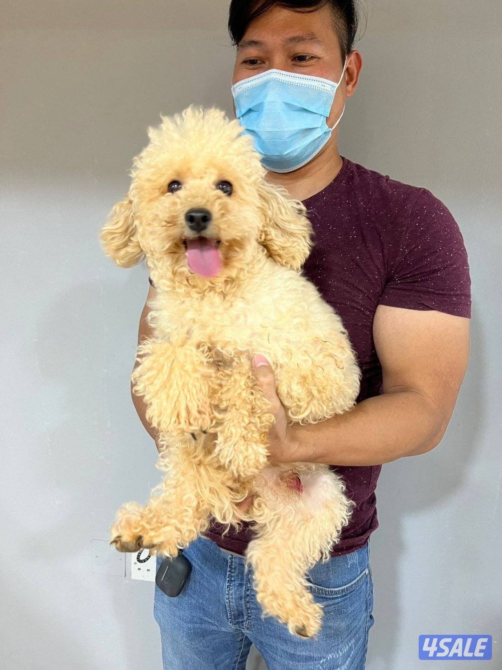 للبيع كلب بودل العمر ٤ مخلص كامل تطعيماته3