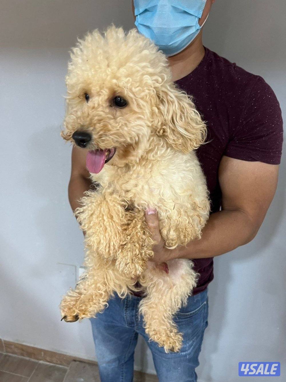 للبيع كلب بودل العمر ٤ مخلص كامل تطعيماته5