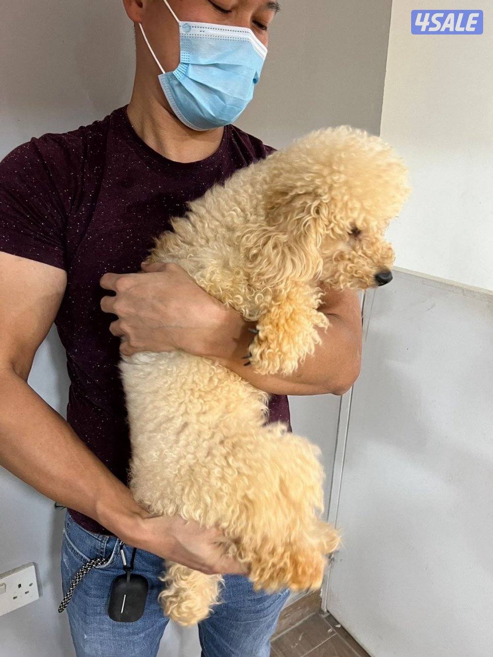 للبيع كلب بودل العمر ٤ مخلص كامل تطعيماته6