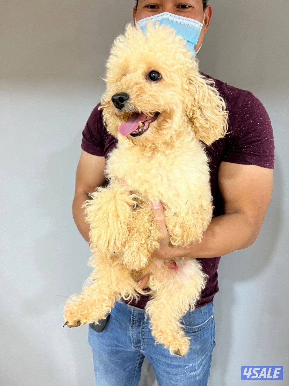 للبيع كلب بودل العمر ٤ مخلص كامل تطعيماته7