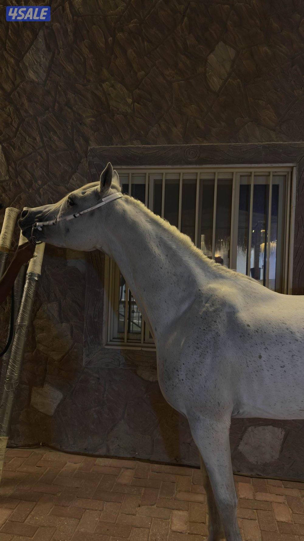 حصان بولش حفيد فياض شرط السلم والتحويل مواليد 2017 رفيع وركوب يطرب0