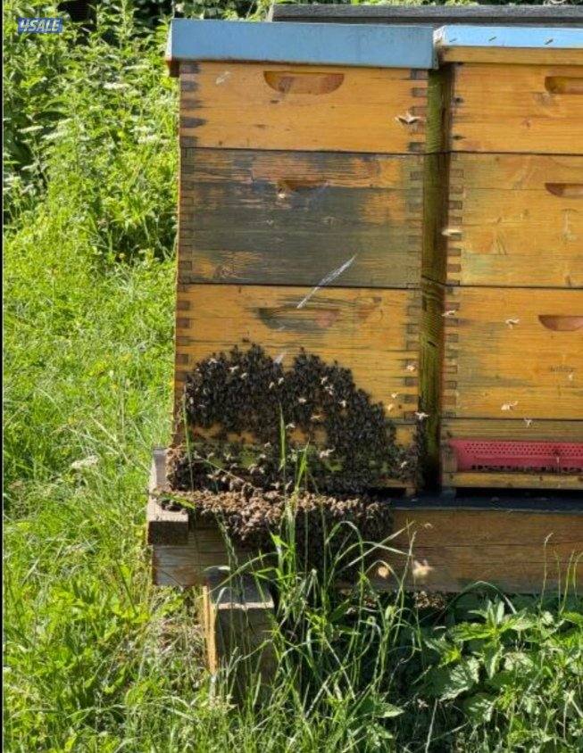 عسل ألماني_ عكبر النحل -_حبوب اللقاح _4