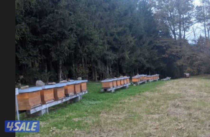 عسل ألماني_ عكبر النحل -_حبوب اللقاح _3