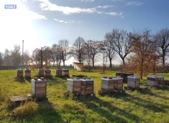 عسل ألماني_ عكبر النحل -_حبوب اللقاح _6